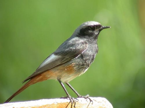 Fichier:Rouge queue.jpeg