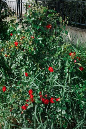 Nettoyage Citoyen 3.jpg